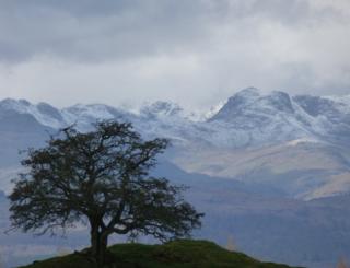 A tree in front of snow-capped hills