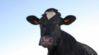 A cow in a field in France