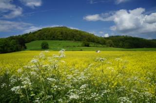 Fields in the countryside