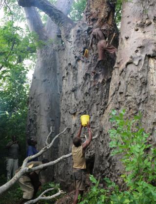 Hadza men gathering honey