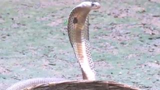 ભારતમાં છે ખતરનાક સાપોનું ઘર