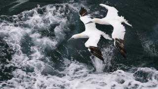 Gannet