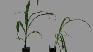 Maize plants (Domesticated specimen is left) (Image: Silvia Matesanz)