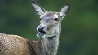 A female Bukhara Deer spotted in Kazakhstan
