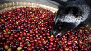 Civeta comendo grão de café