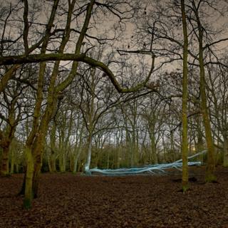 Fallen tree in woodland