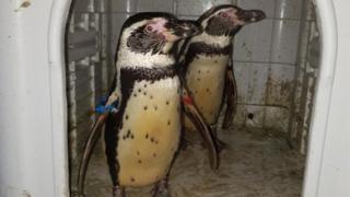 Украденные пингвины Ноттингемшир