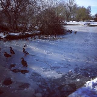 Ducks on ice