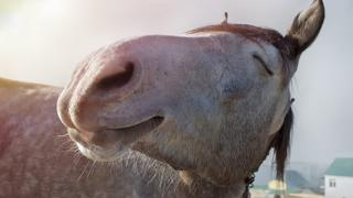 mule donkeys newsround