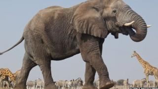Tembo ndio mnyama anayewindwa sana nchini Tanzania