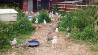 Herring gulls