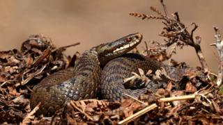 adder