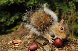 Squirrel with conkers
