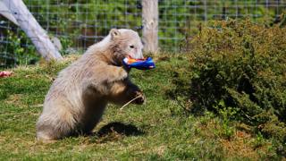 bear