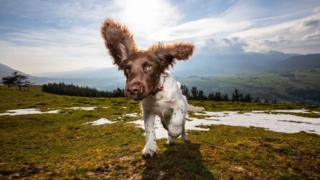 Harry runs at the camera with his ears askew