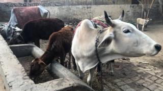 गाय