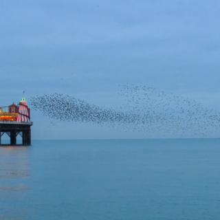 Starling murmuration by a pier