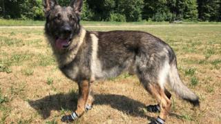 Anjing polisi Swiss