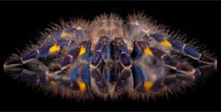 tarantula with blue markings sitting on a reflective surface