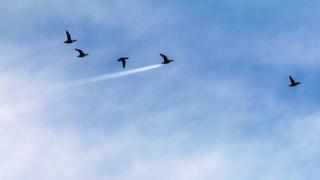 Birds flying. Photo: John Threlfall