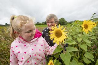 Volunteers admire the sunflowers