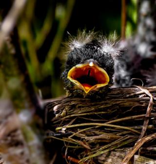 Infant blackbird in nest