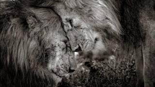 Lions