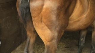 Bob the horse