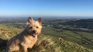 Cairn Terrier at the Campsies