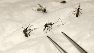 Picture of female anopheles mosquito