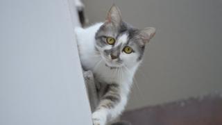 Кот