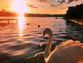 A swan swimming by a jetty at sunset
