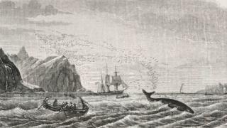 Illustration of whaling in 19th Century.