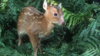Muntjac deer