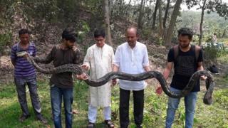 অজগরটি ছিল প্রায় সাড়ে চৌদ্দ ফুট লম্বা। ছেড়ে দেয়ার আগে বিশ্ববিদ্যালয়ের ছাত্র-শিক্ষকদের সঙ্গে অজগরটির ছবি।
