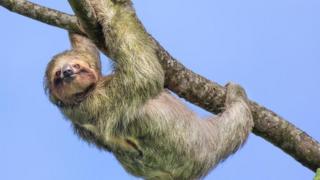 Bicho-preguiça pendurado em galho