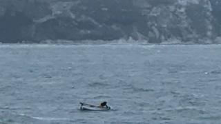 Dolphin rescue