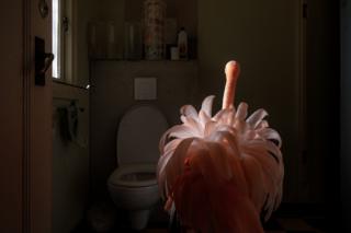 A flamingo stands in a toilet