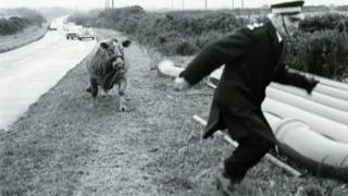 An escaped cow chases Sgt Bill Smith