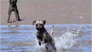 Tentsmuir beach