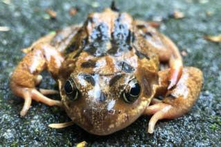 Frog