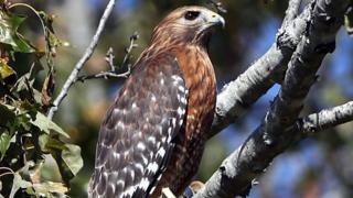 Red Tailed Hawk - generic