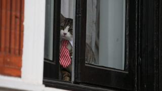 Кот Джеймс в посольстве Эквадора в Лондоне