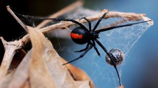 Australia's redback spider