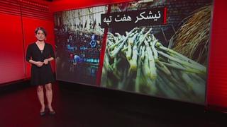 تلخ کامانی که دستاندرکار تولید شکرند