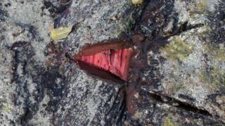 Red interior of a willow root revealed in a freshly cut sample