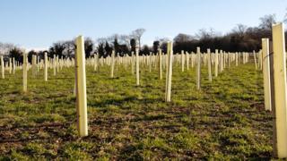 Trees being planted