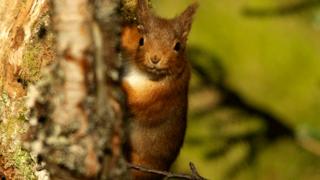 Red squirrel