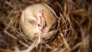 dormice curled up in a ball