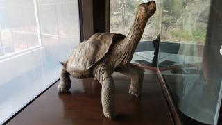 Tortuga embalsamada